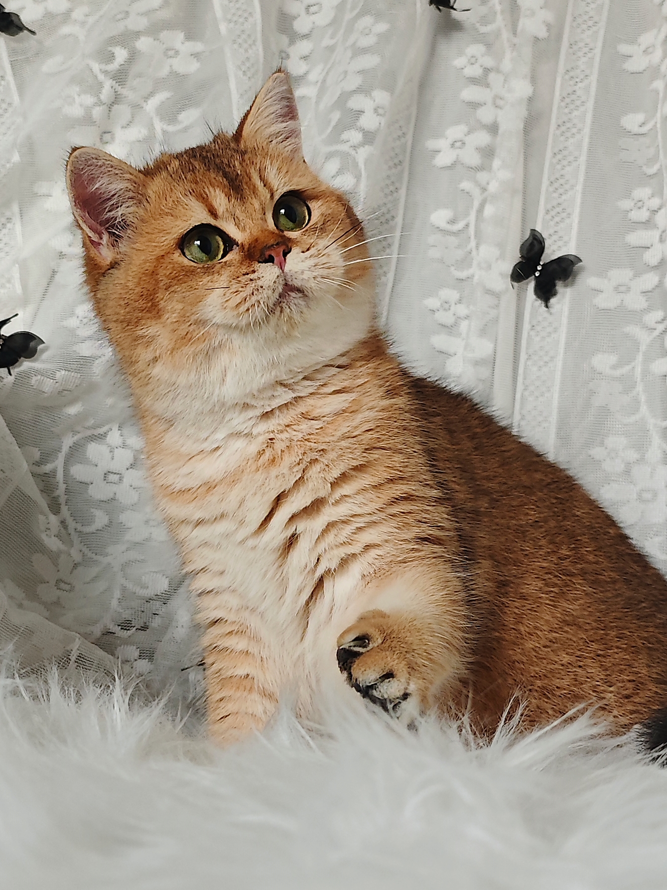 结构超好的妹妹